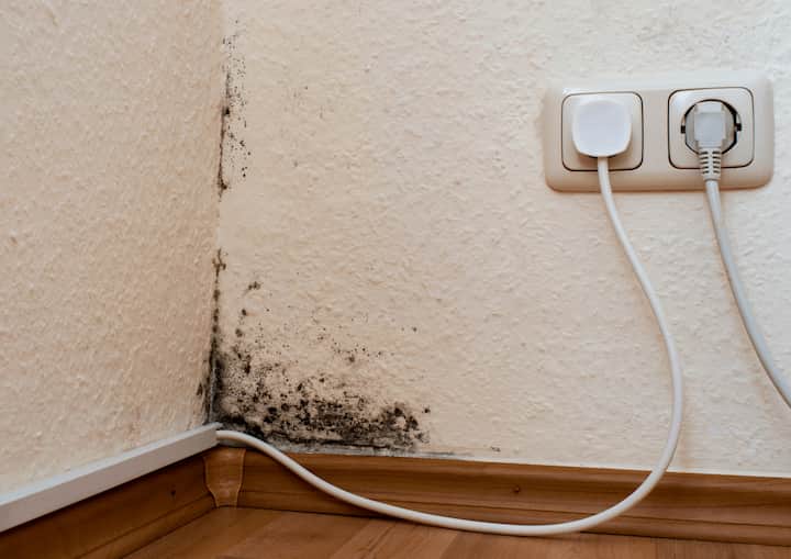 Mold Inspection Raleigh