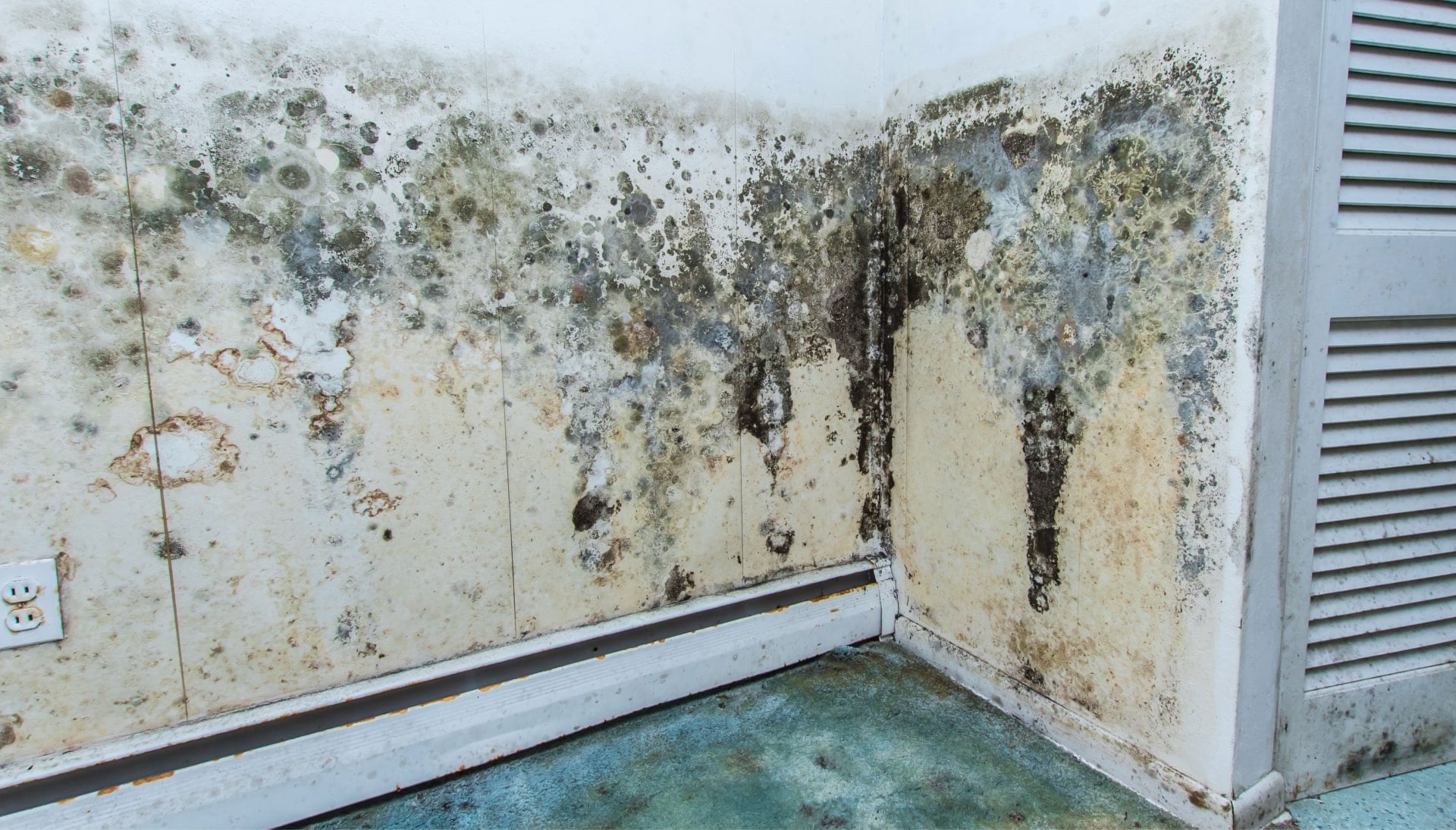 Professional mold removal, odor control, and water damage restoration service in Raleigh, North Carolina.
